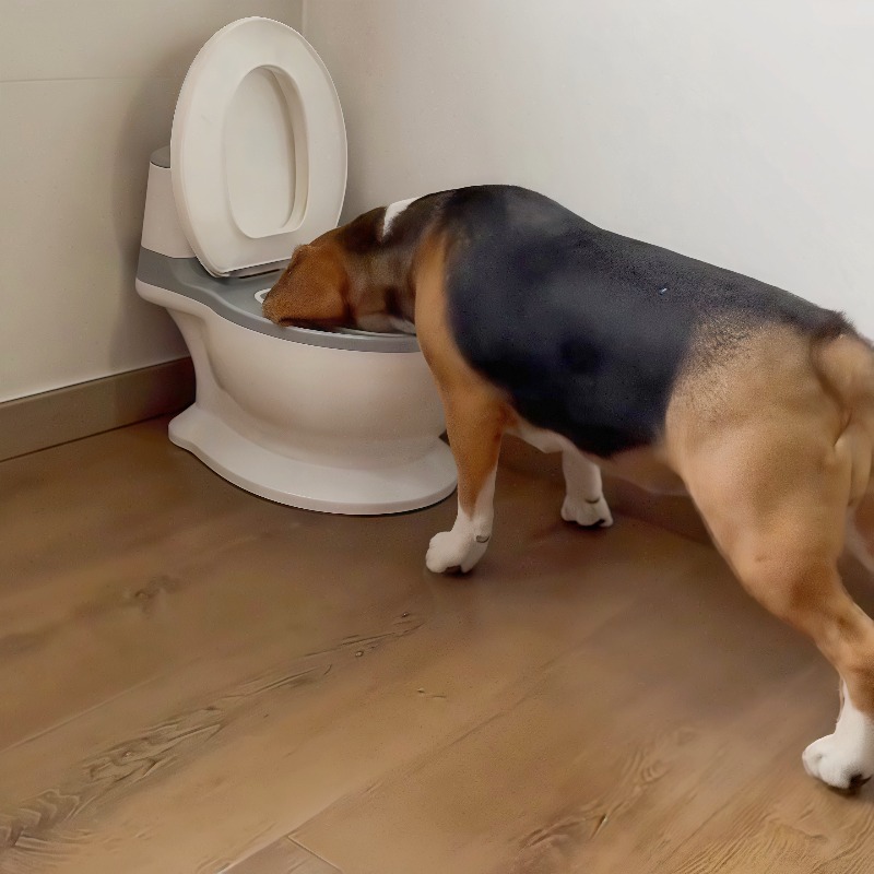 2026 New Funny Creative Shaped - огляд і ціна Pet Feeders